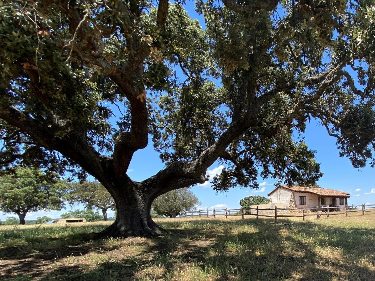 Eco-Lodge En La Reserva Privada Campanarios De Azaba - Proyecto De Conservacion Espeja Bagian luar foto