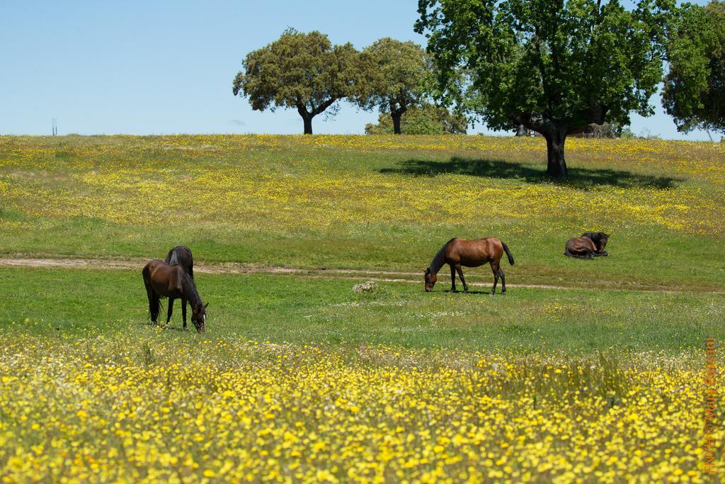 Eco-Lodge En La Reserva Privada Campanarios De Azaba - Proyecto De Conservacion Espeja Bagian luar foto